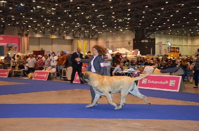 de Whititera - Champion d'Europe 2013 et Papa...