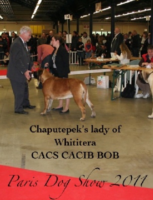 de Whititera - Chaputepek's Lady of Whititera : Championne IB