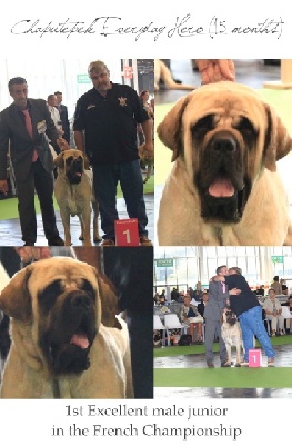 de Whititera - Muffin confirme au Championnat de France et au World Dog Show !!!