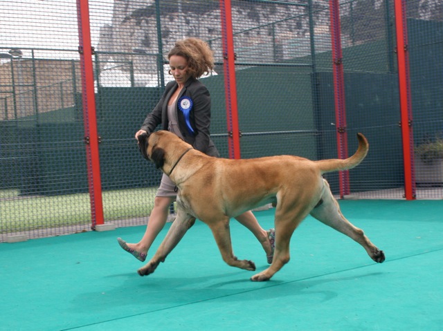 de Whititera - Irun : Jeune Champion de Gibraltar