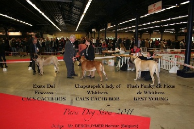 de Whititera - Paris Dog Show 2011