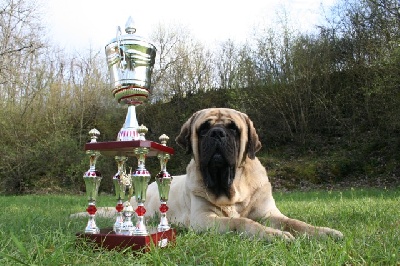 de Whititera - Ch IB Chaputepek Everyday Hero-Best in Show-CACIB Limoges